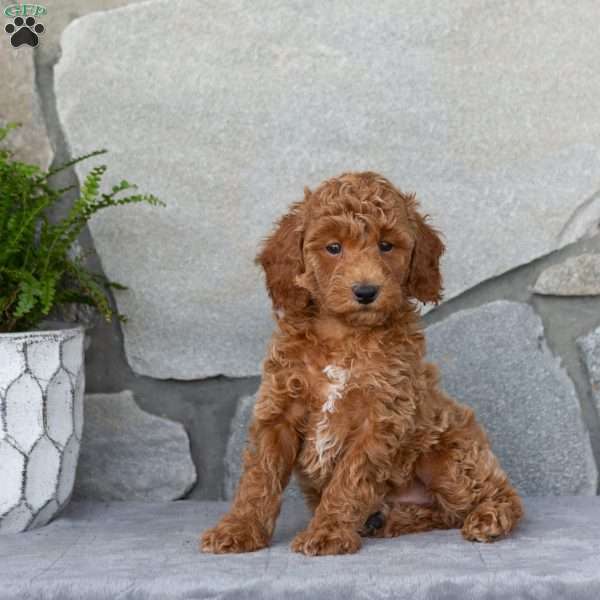 Forrest, Miniature Poodle Puppy